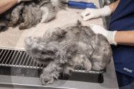 FEATURE - Tierklinik rasiert ein Kilo Haare von fellverfilzter Katze