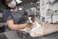 FEATURE - Tierklinik rasiert ein Kilo Haare von fellverfilzter Katze