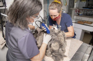 FEATURE - Tierklinik rasiert ein Kilo Haare von fellverfilzter Katze