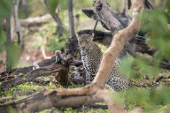 FEATURE - Leopard benutzt Babyäffchen als Köder