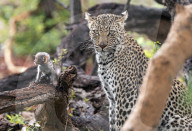 FEATURE - Leopard benutzt Babyäffchen als Köder