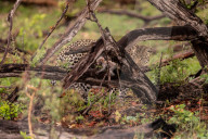 FEATURE - Leopard benutzt Babyäffchen als Köder