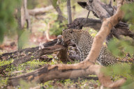 FEATURE - Leopard benutzt Babyäffchen als Köder