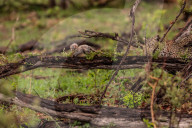 FEATURE - Leopard benutzt Babyäffchen als Köder