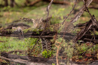 FEATURE - Leopard benutzt Babyäffchen als Köder