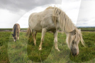 FEATURE - Ein junges Fohlen auf einer Wiese im walisischen Penclawdd