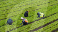 NEWS - Rumänische Erntehelfer auf Salatfeld in Cambridgeshire, UK