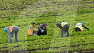 NEWS - Rumänische Erntehelfer auf Salatfeld in Cambridgeshire, UK