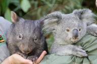 FEATURE -  Koala und Wombat werden in der Isolation im australischen Zoo beste Freunde