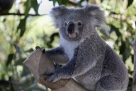 FEATURE -  Koala und Wombat werden in der Isolation im australischen Zoo beste Freunde