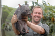 FEATURE -  Koala und Wombat werden in der Isolation im australischen Zoo beste Freunde