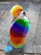 FEATURE - Bunter Hund: Hundefriseurin färbt das Fell ihres Pudels in Regenbogenfarben