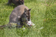 FEATURE - Ein Albino-Känguru-Jungtier im Beutel seiner Mutter im East Links Family Park von Dunbar