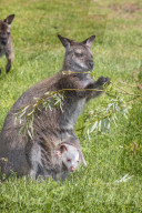 FEATURE - Ein Albino-Känguru-Jungtier im Beutel seiner Mutter im East Links Family Park von Dunbar