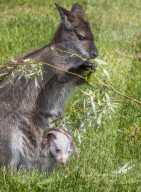 FEATURE - Ein Albino-Känguru-Jungtier im Beutel seiner Mutter im East Links Family Park von Dunbar