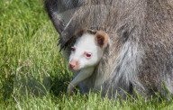 FEATURE - Ein Albino-Känguru-Jungtier im Beutel seiner Mutter im East Links Family Park von Dunbar