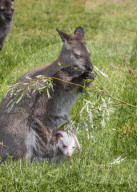 FEATURE - Ein Albino-Känguru-Jungtier im Beutel seiner Mutter im East Links Family Park von Dunbar