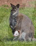 FEATURE - Ein Albino-Känguru-Jungtier im Beutel seiner Mutter im East Links Family Park von Dunbar