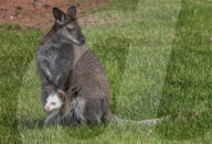 FEATURE - Ein Albino-Känguru-Jungtier im Beutel seiner Mutter im East Links Family Park von Dunbar