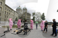 NEWS - Bern: Greenpeace reicht Petition für Import-Stopp von Fleisch und Futtermitteln ein
