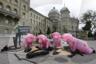 NEWS - Bern: Greenpeace reicht Petition für Import-Stopp von Fleisch und Futtermitteln ein