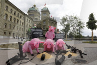 NEWS - Bern: Greenpeace reicht Petition für Import-Stopp von Fleisch und Futtermitteln ein