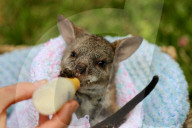 FEATURE - Tierpfleger kümmern sich um das verwaiste Wallaby Baby