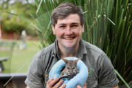 FEATURE - Tierpfleger kümmern sich um das verwaiste Wallaby Baby