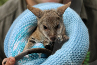 FEATURE - Tierpfleger kümmern sich um das verwaiste Wallaby Baby