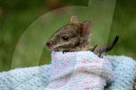 FEATURE - Tierpfleger kümmern sich um das verwaiste Wallaby Baby