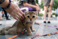 NEWS - Ein Strassenhändler verkauft Kätzchen im Pekinger Bezirk Chaoyang