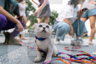NEWS - Ein Strassenhändler verkauft Kätzchen im Pekinger Bezirk Chaoyang