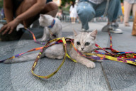 NEWS - Ein Strassenhändler verkauft Kätzchen im Pekinger Bezirk Chaoyang