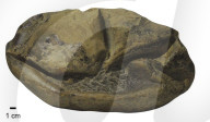 FEATURE - Riesiges versteinertes Ei aus der Antarktis wurde möglicherweise vor 66 Millionen Jahren von riesigem Meeresreptil gelegt