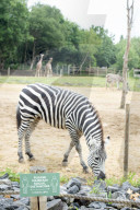 Plans for the reopening of the Wild Place Project, the sister site of Bristol Zoo which has been closed due to Coronavirus