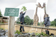 Plans for the reopening of the Wild Place Project, the sister site of Bristol Zoo which has been closed due to Coronavirus - animal keepers Daniella Pierce-Butler (right) and Charley Lennon feed the giraffes