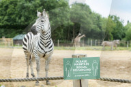 Plans for the reopening of the Wild Place Project, the sister site of Bristol Zoo which has been closed due to Coronavirus