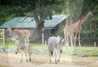 Plans for the reopening of the Wild Place Project, the sister site of Bristol Zoo which has been closed due to Coronavirus