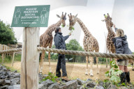 Plans for the reopening of the Wild Place Project, the sister site of Bristol Zoo which has been closed due to Coronavirus - animal keepers Daniella Pierce-Butler (right) and Charley Lennon feed the giraffes