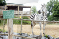 Plans for the reopening of the Wild Place Project, the sister site of Bristol Zoo which has been closed due to Coronavirus