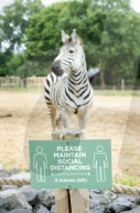 Plans for the reopening of the Wild Place Project, the sister site of Bristol Zoo which has been closed due to Coronavirus