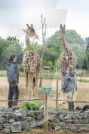 Plans for the reopening of the Wild Place Project, the sister site of Bristol Zoo which has been closed due to Coronavirus - animal keepers Daniella Pierce-Butler (right) and Charley Lennon feed the giraffes