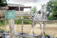Plans for the reopening of the Wild Place Project, the sister site of Bristol Zoo which has been closed due to Coronavirus