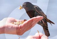 Starlings feed their young in a central London park after being offered food by a park visitor.
