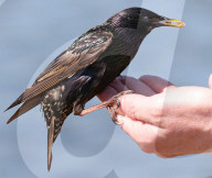 Starlings feed their young in a central London park after being offered food by a park visitor.