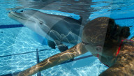 FEATURE - Roboter-Delphine könnten in Freizeitparks und Aquarien die echten Tiere ersetzen