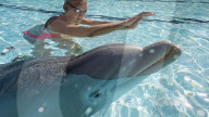 FEATURE - Roboter-Delphine könnten in Freizeitparks und Aquarien die echten Tiere ersetzen