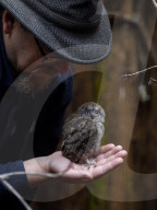 FEATURE - Flauschig: Nachwuchs im Scottish Owl Centre