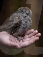 FEATURE - Flauschig: Nachwuchs im Scottish Owl Centre