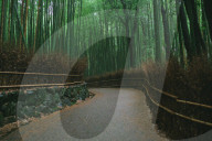 NEWS - Coronavirus: Wenig Touristen auf dem berühmten Bambusweg in Arashiyama, Kyoto, Japan